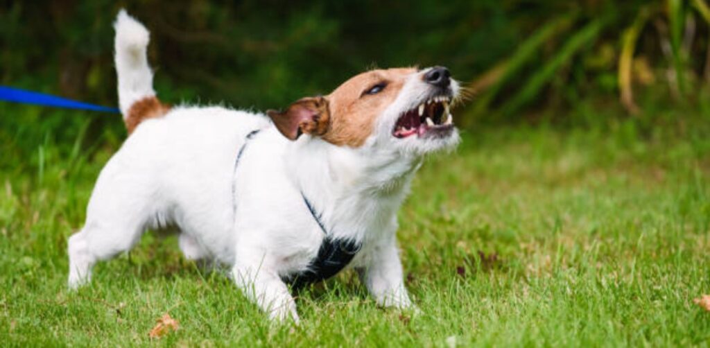 King's K9 Dog Training - Behaviour Label Blog