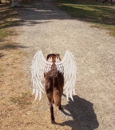 Cooper Grew His Wings